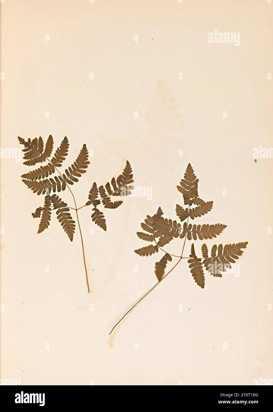Leaves exhibit serrated edges hi-res stock photography and images - Alamy