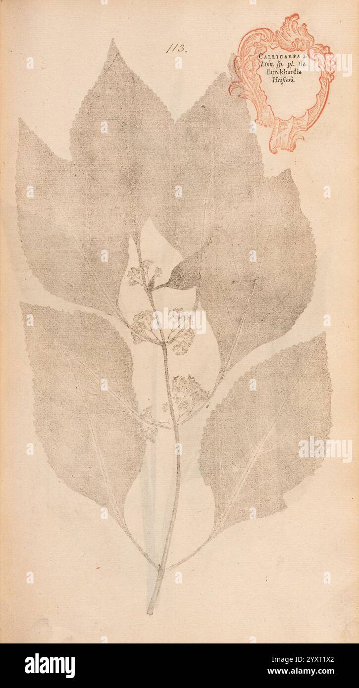 Decorative label features hi-res stock photography and images - Alamy