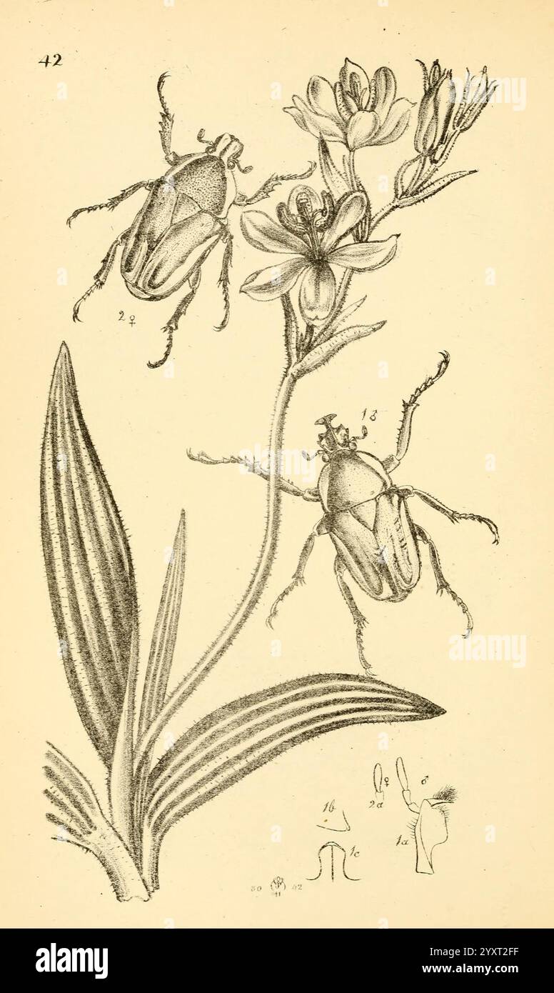 William Roe Insects Labeled sketches highlight hi-res stock photography and images - Alamy