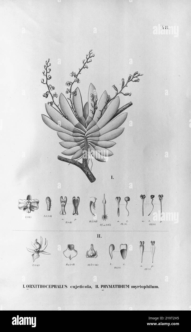 Historical flora pattern Black and White Stock Photos & Images - Alamy