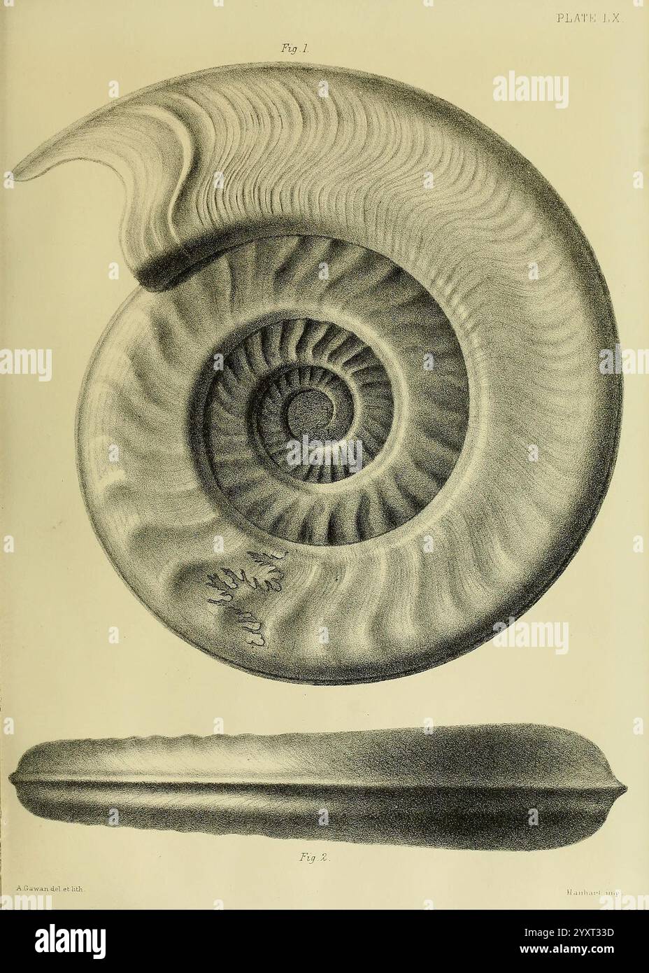 Monograph on the Lias Ammonites of the British islands, London, Printed ...