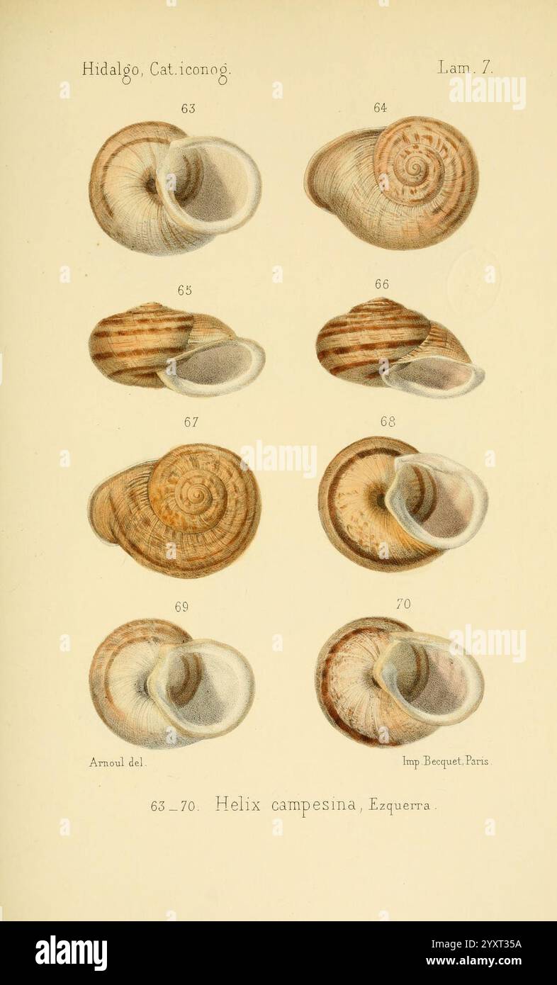 Catalogo iconografico y descriptivo de los moluscos terrestres de ...
