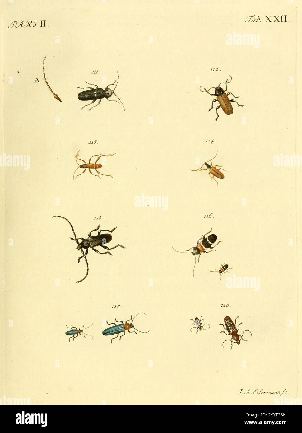 1804 1806 beetles hi-res stock photography and images - Alamy