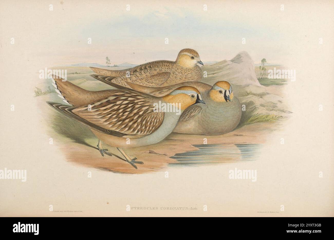 Illustration features three quails hi-res stock photography and images ...