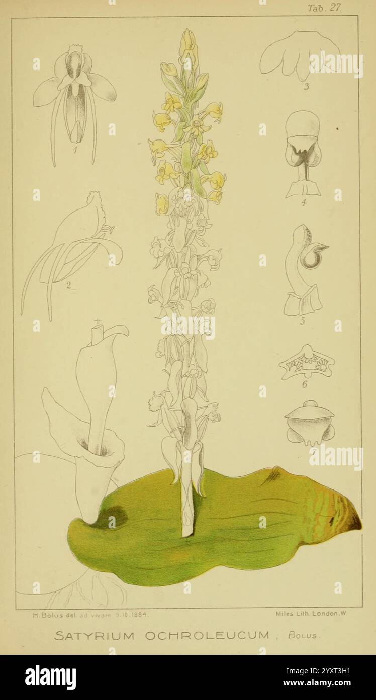 Icones orchidearum austro-africanarum extra-tropicarum, London, W ...