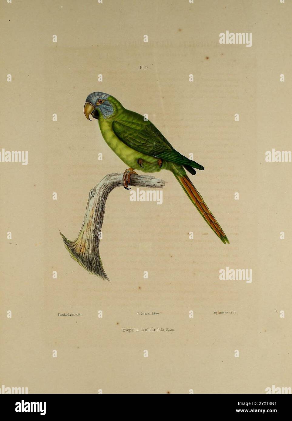 Curated visual reference: Iconographie Des Perroquets Paris P Bertrand 1857 Bird Birds Photo Inspiration