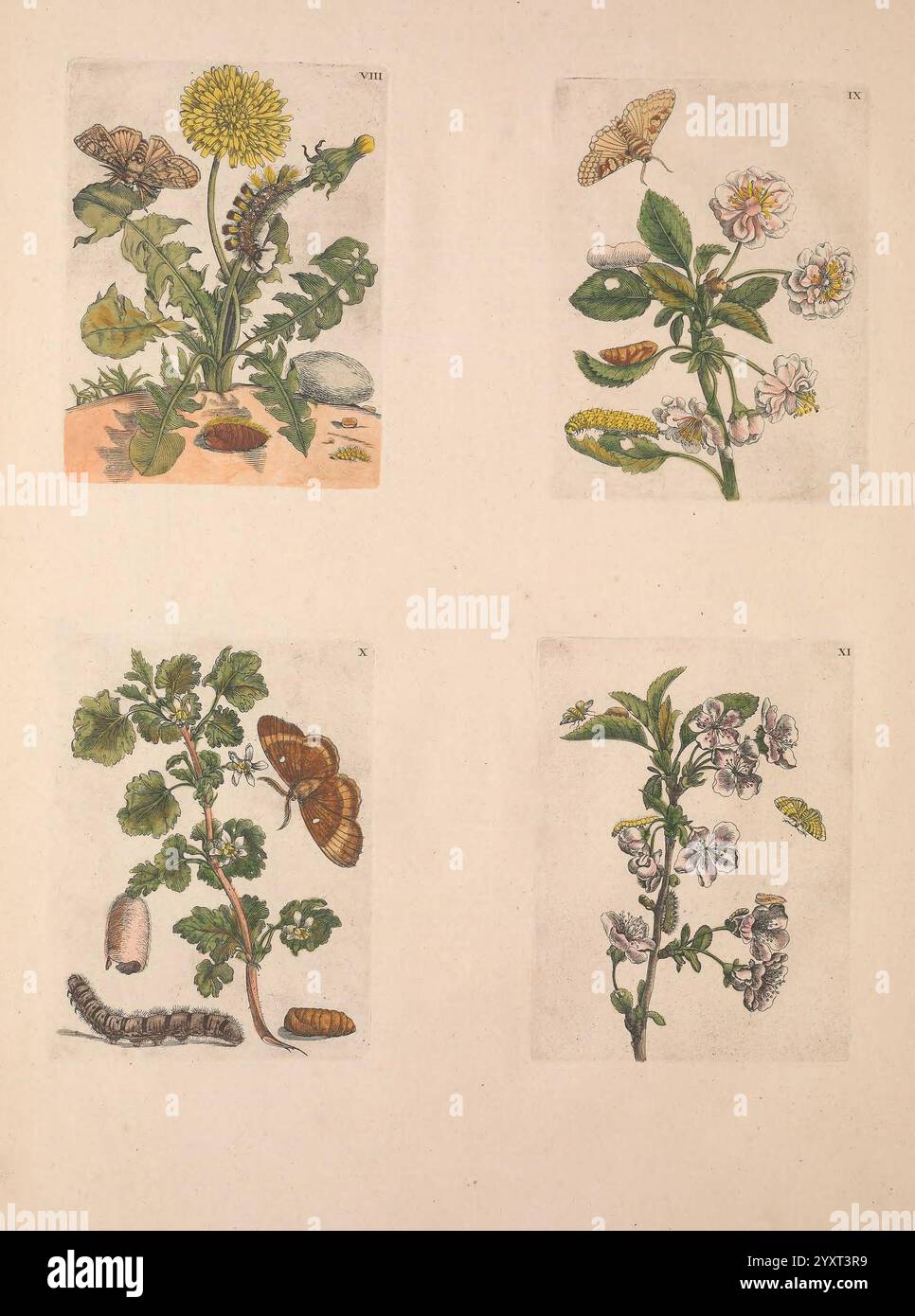 Depicted alongside several insects hi-res stock photography and images ...