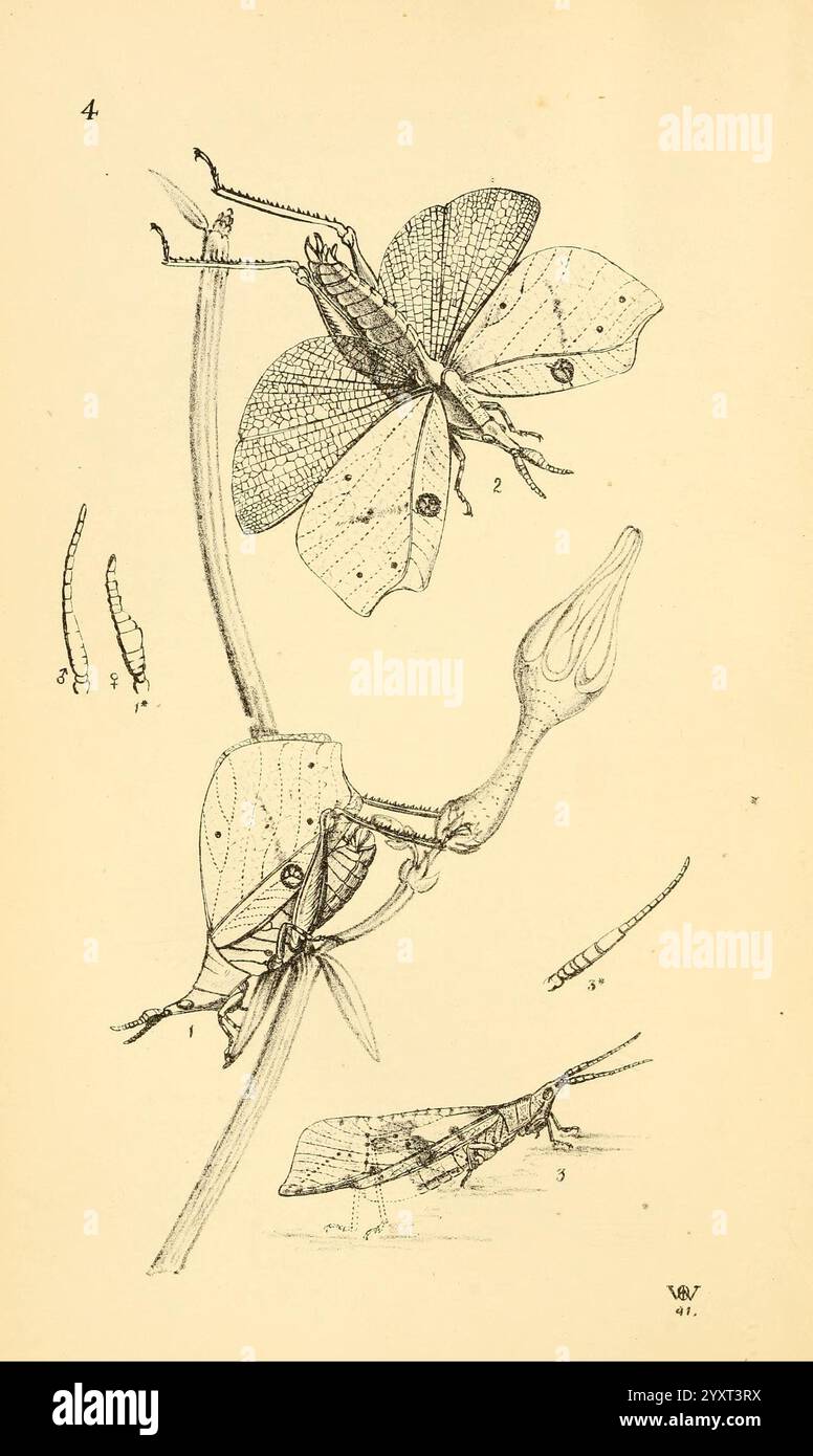 Arcana entomologica, or Illustrations of new, rare, and interesting ...