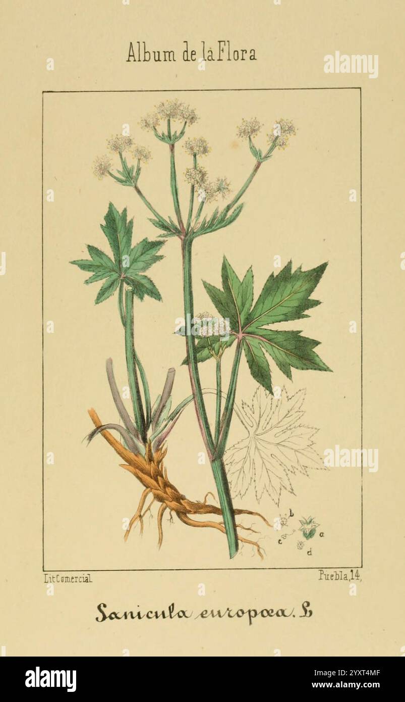 Album de la flora médico-farmacéutica é industrial, indígena y exótica ...
