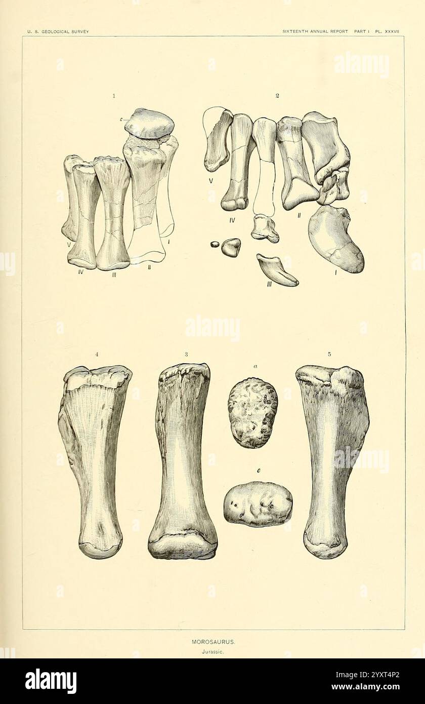 Various limb bones hi-res stock photography and images - Alamy