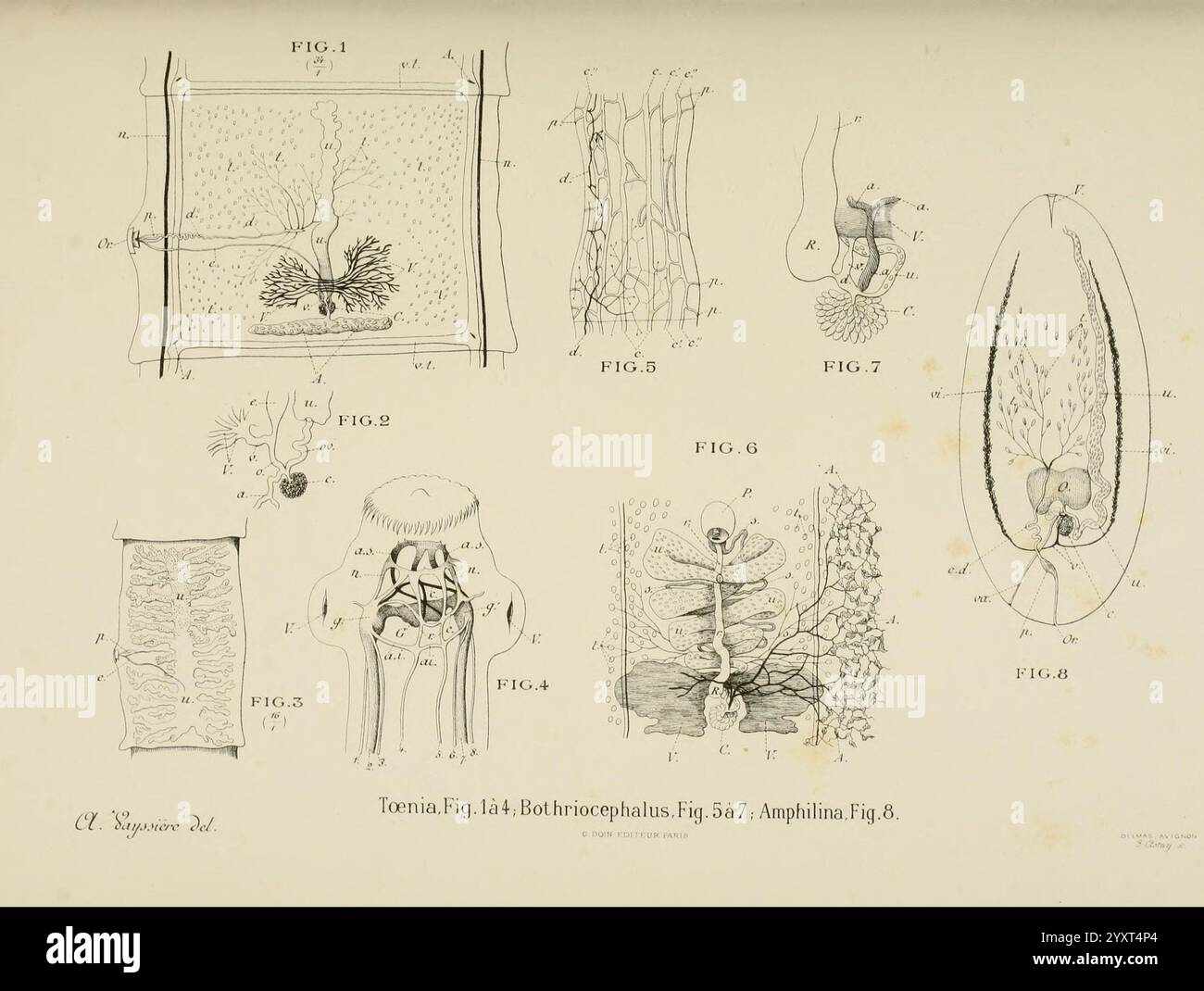 Atlas d'anatomie comparée des invertébrés Paris Doin 1890 anatomy worms arthropoda invertebrates mollusks cnidaria echinodermata ctenophora protozoans mesozoa anatomy comparative, This illustration presents a series of detailed scientific drawings focusing on cestodes, a class of parasitic flatworms. The arrangement includes various labeled figures that depict the anatomical features and structures of these organisms. Each figure, numbered with annotations, showcases different aspects such as the morphology of larval stages, reproductive structures, and various adaptations that facilitate thei Stock Photo