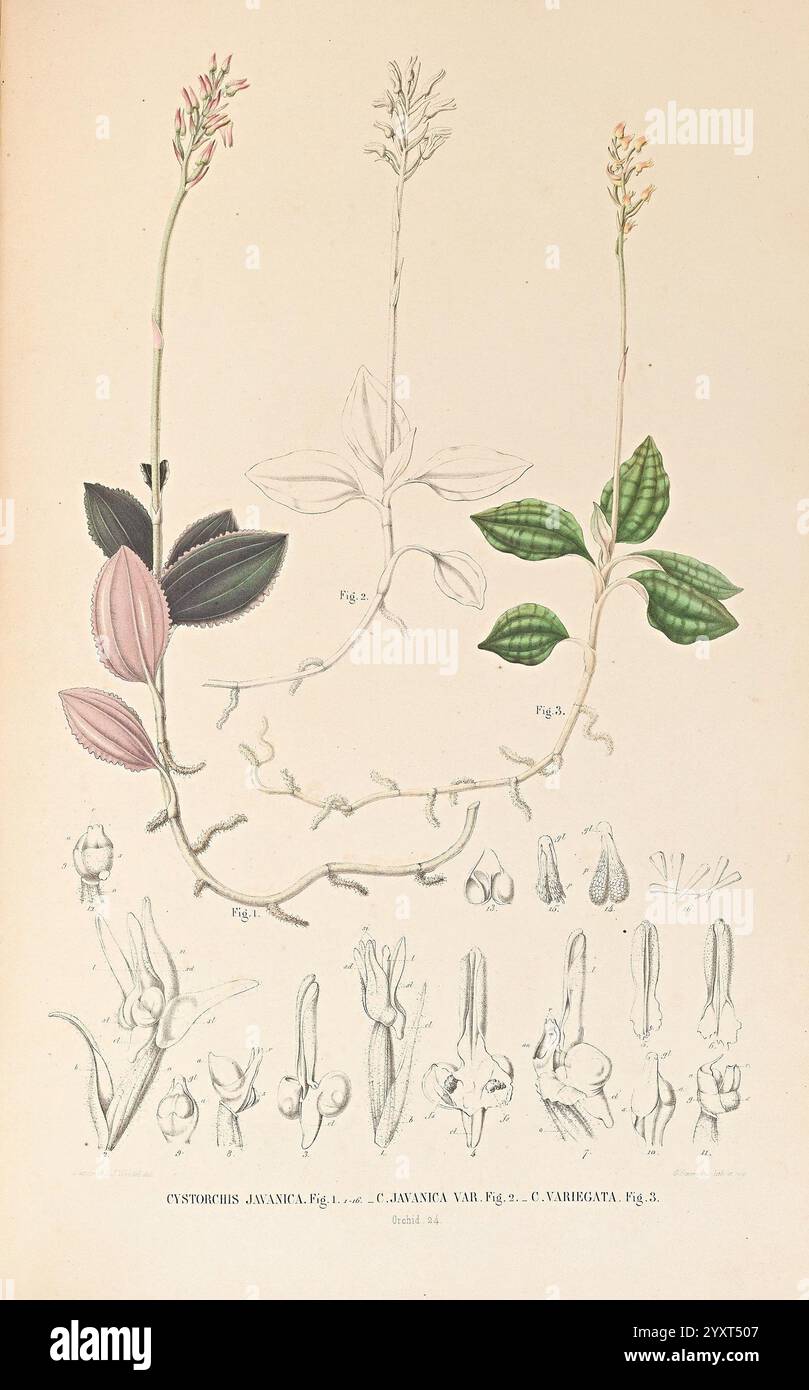 Sulpke 1858 Japan Malay Archipelago Orchidaceae Pictorial Works Hi res sulpke-1858-japan-malay-archipelago-orchidaceae-pictorial-works-hi-res