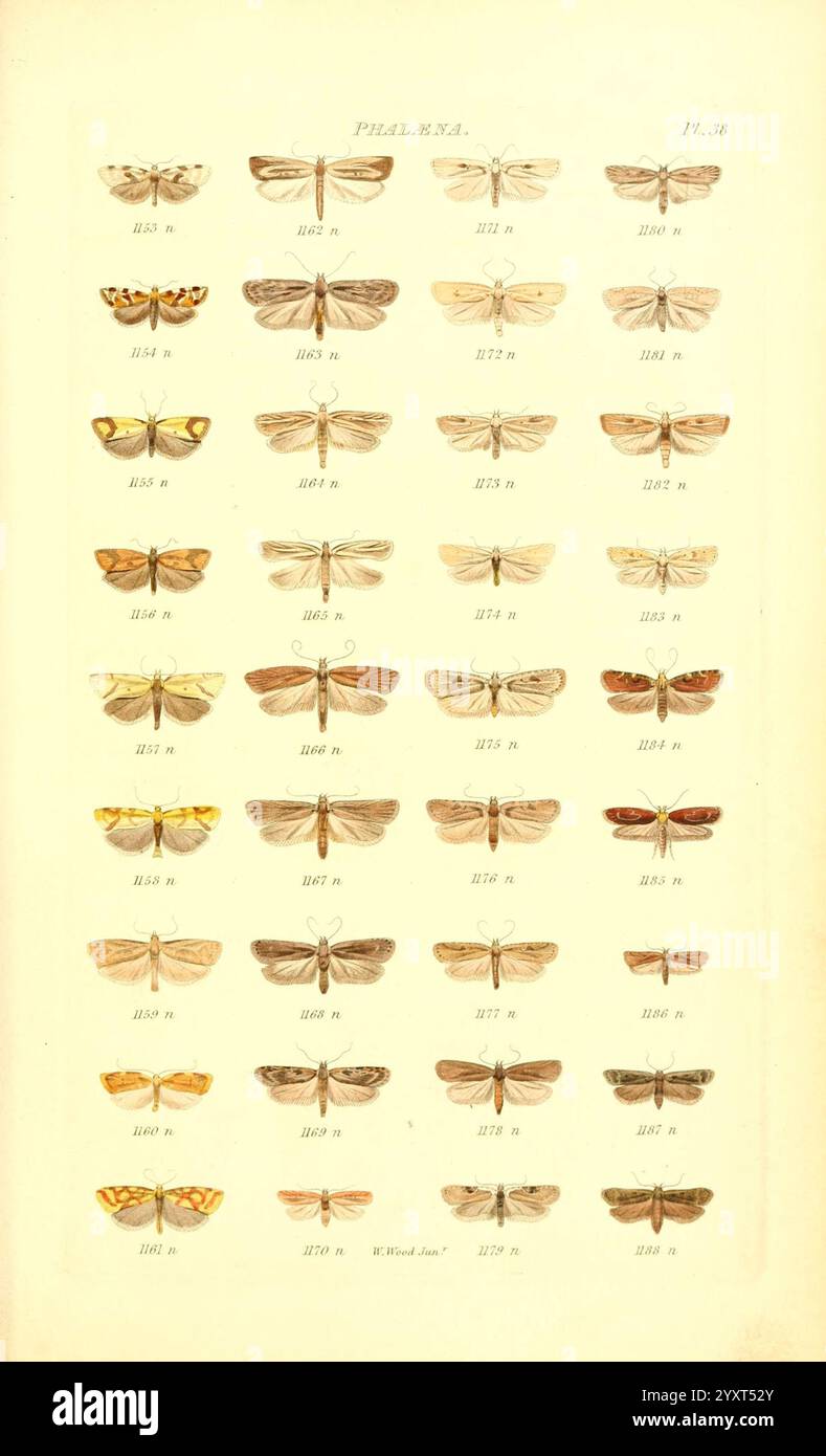 Index entomologicus London, William Wood, 1839, butterflies ...