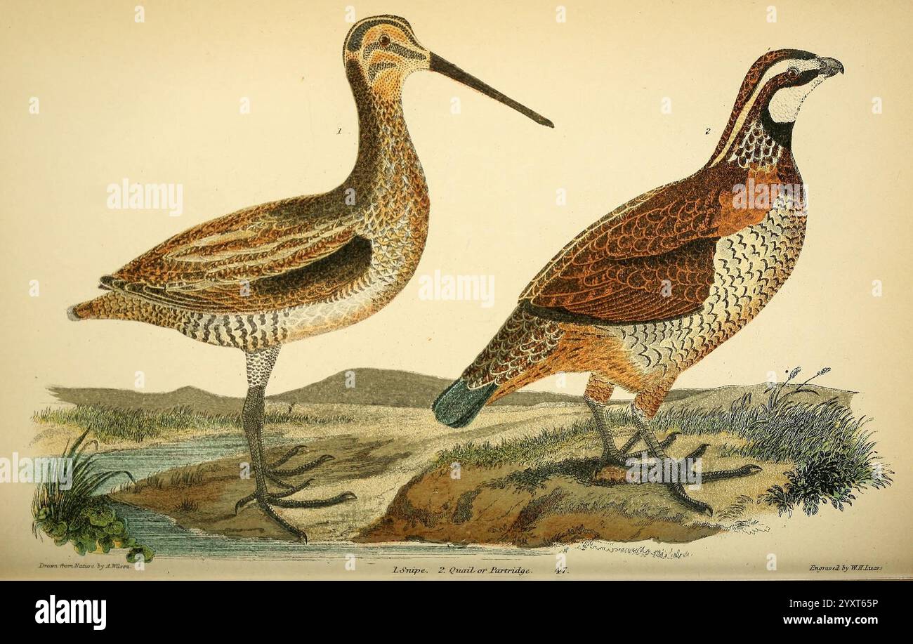 Most Streamlined Bird Indicating possible ecological differences hi-res stock photography and ...