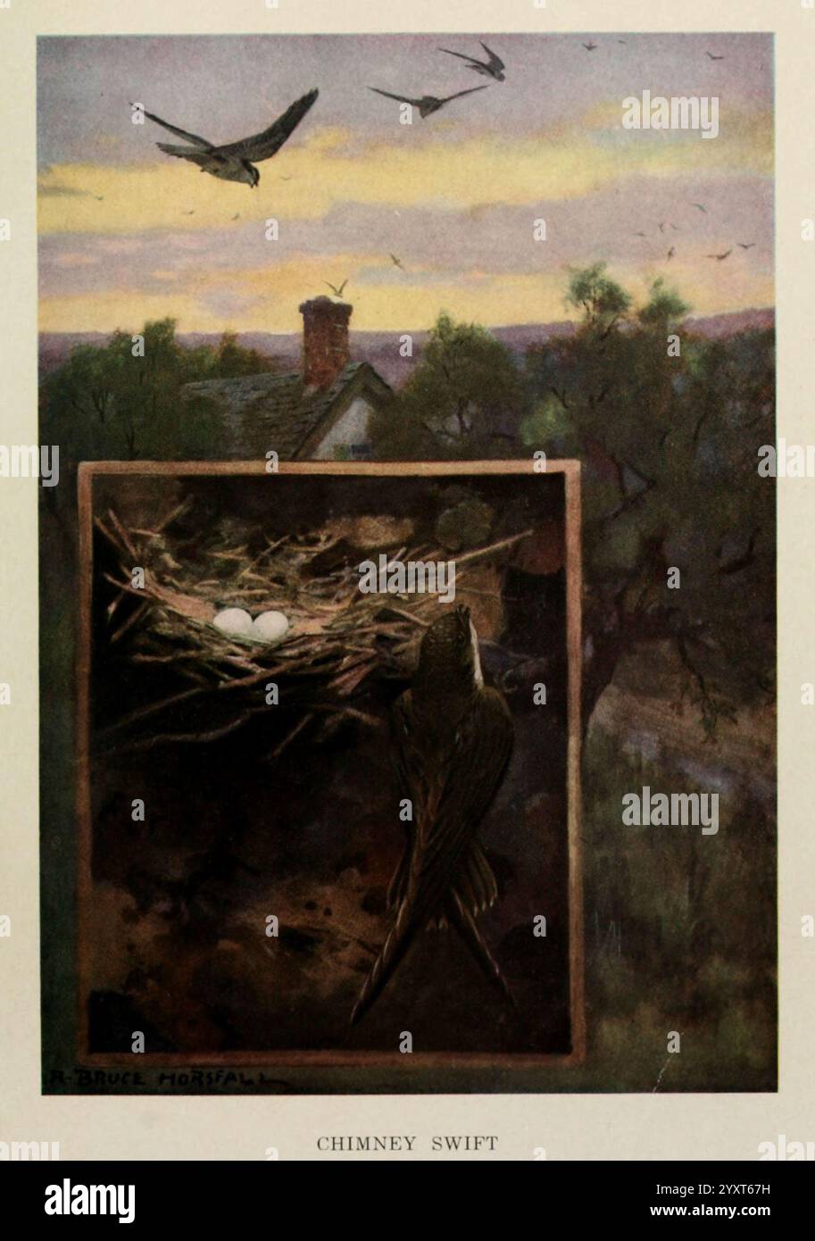 Bird, biographies, New York, Dodd, Mead, 1923, birds, swift, eastus, The scene captures a tranquil evening landscape, featuring a quaint house with a chimney nestled among trees. Above the house, a flock of swifts gracefully glides through the sky, embodying the freedom of flight. In the foreground, a detailed depiction of a chimney swift is showcased, poised near its nest, which contains eggs. The setting sun casts a warm glow over the horizon, enhancing the serene atmosphere and highlighting the connection between the birds and their natural surroundings. The intricate illustration invites v Stock Photo