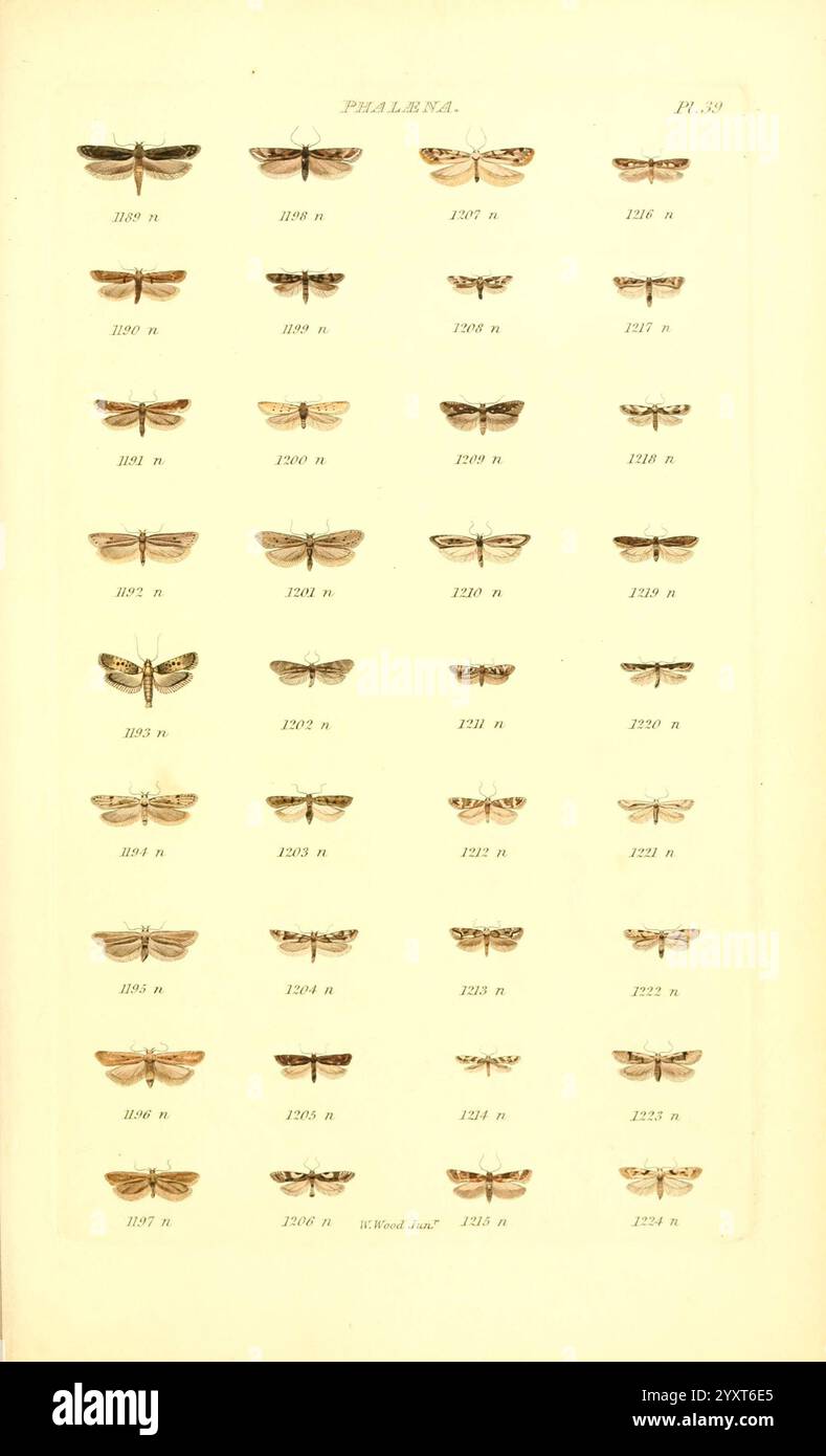 Broader understanding of entomological diversity hi-res stock ...