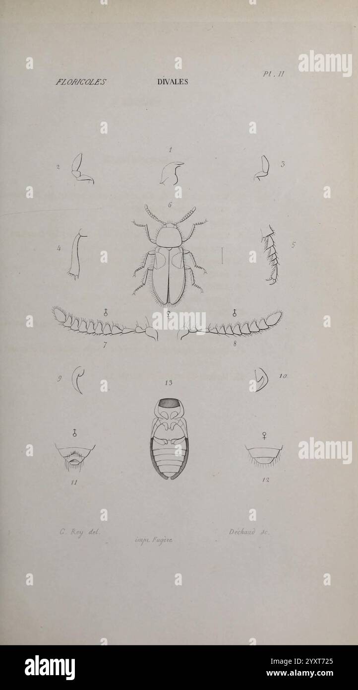 The Insect Sect Intricate drawings of various insect parts hi-res stock photography and ...