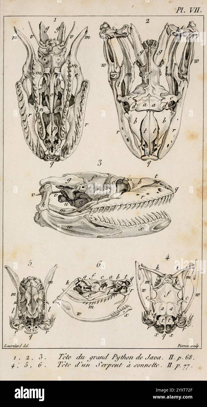 Le règne animal distribué d'après son organisation, A Paris, Chez ...