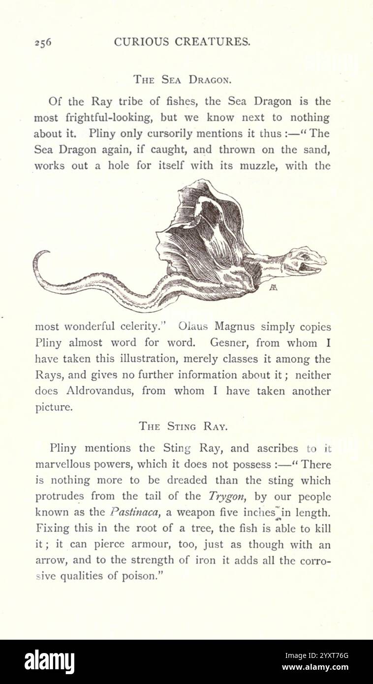 Marine animals inspire hires stock photography and images Alamy