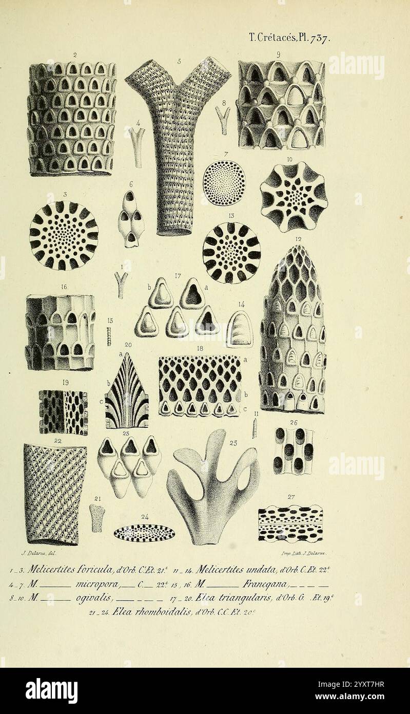 Geometric Fossil Pattern Natural forms reminiscent hi-res stock photography and images - Alamy