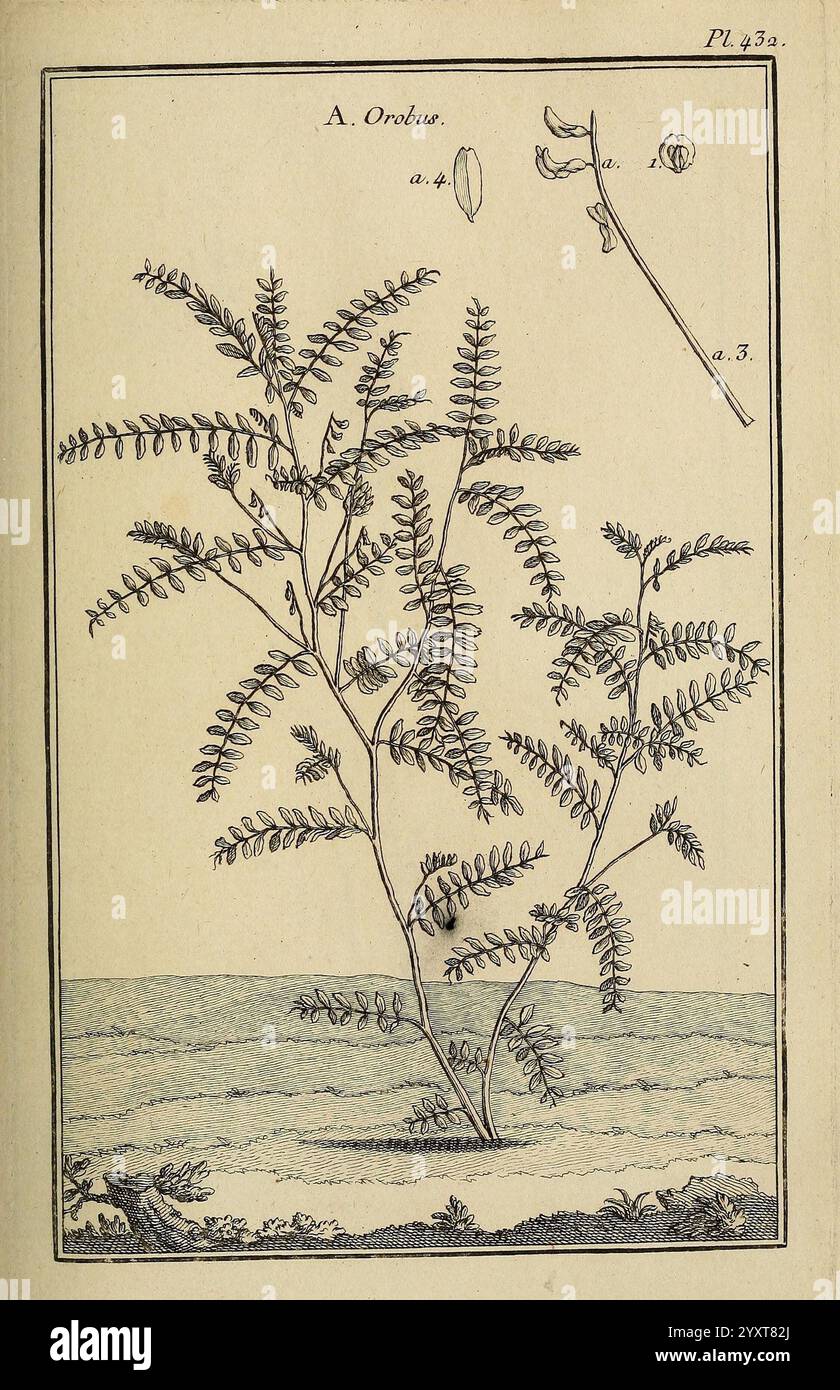 Upright plant labeled hi-res stock photography and images - Alamy