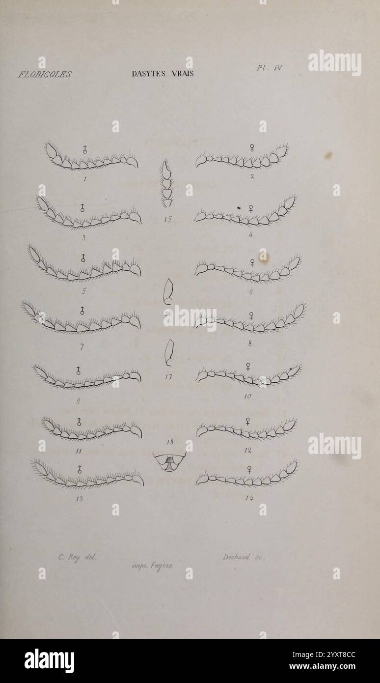 Forms Example Anatomy Various anatomical forms hi-res stock photography and images - Alamy