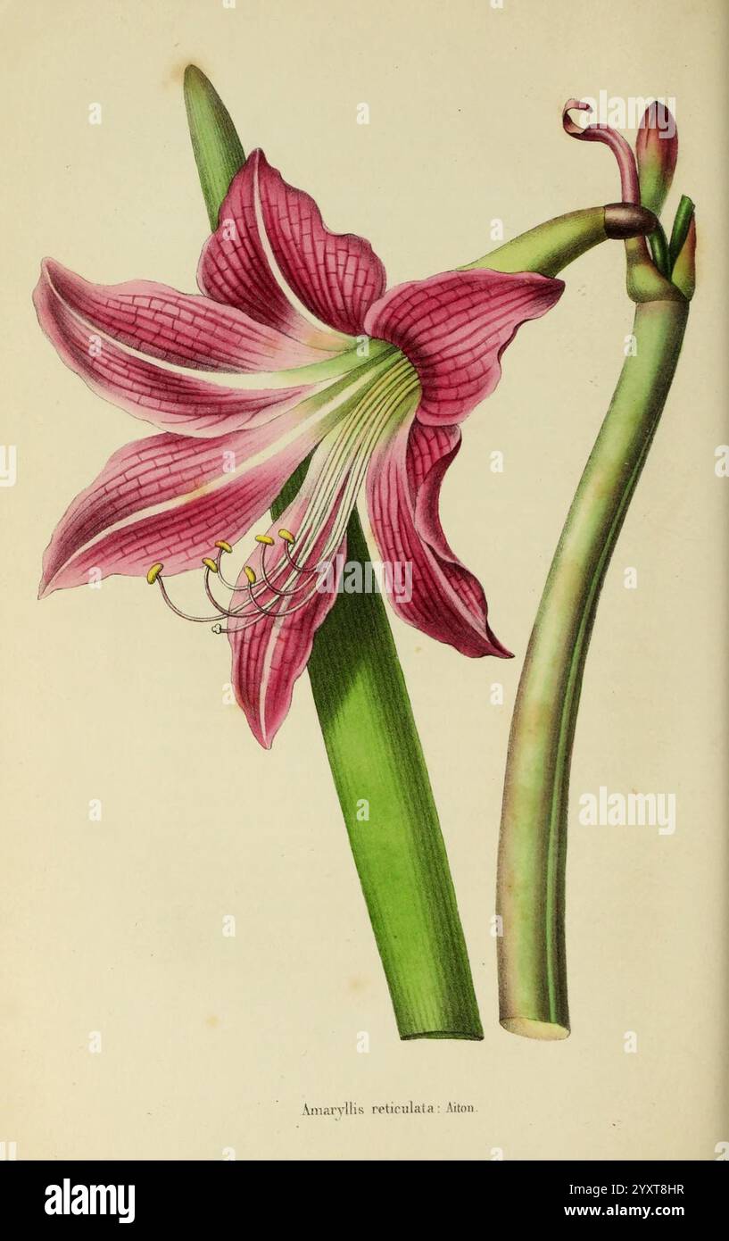 Annales de la Société royale d'agriculture et de botanique de Gand, Gand, Société royale d'agriculture et de botanique, 1845-1849, botany, horticulture, societies, flowers, Amaryllis reticulata, A vibrant Amaryllis flower, showcasing its striking petals in shades of pink with intricate white veining, positioned alongside a slender green stem. The elongated leaves extend gracefully, accentuating the floral beauty. Delicate stamen and pistil are visible within the blossom, emphasizing the flower's reproductive features. The overall composition highlights the elegance and detail of this botan Stock Photo