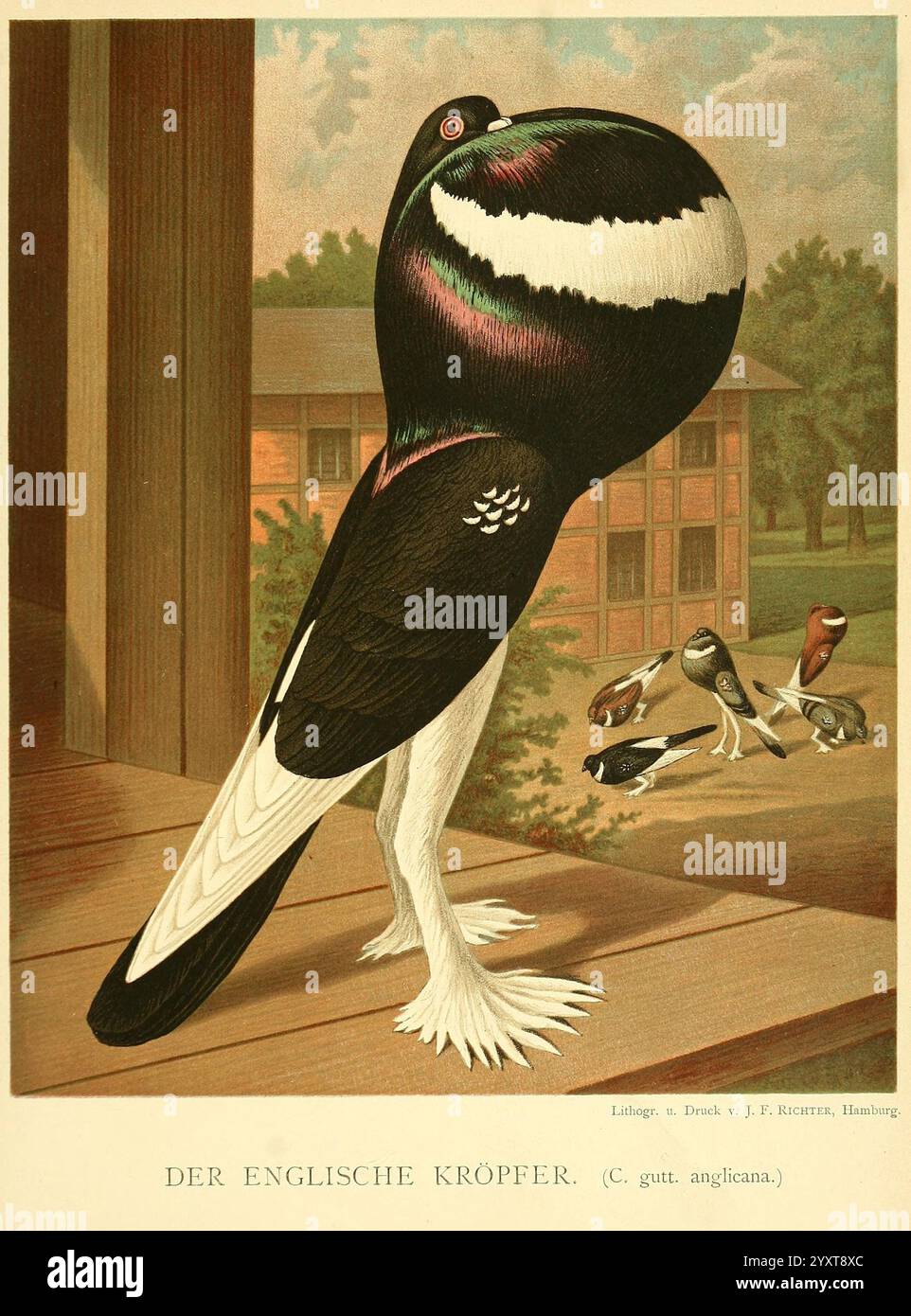 Bold cropper hi-res stock photography and images - Alamy
