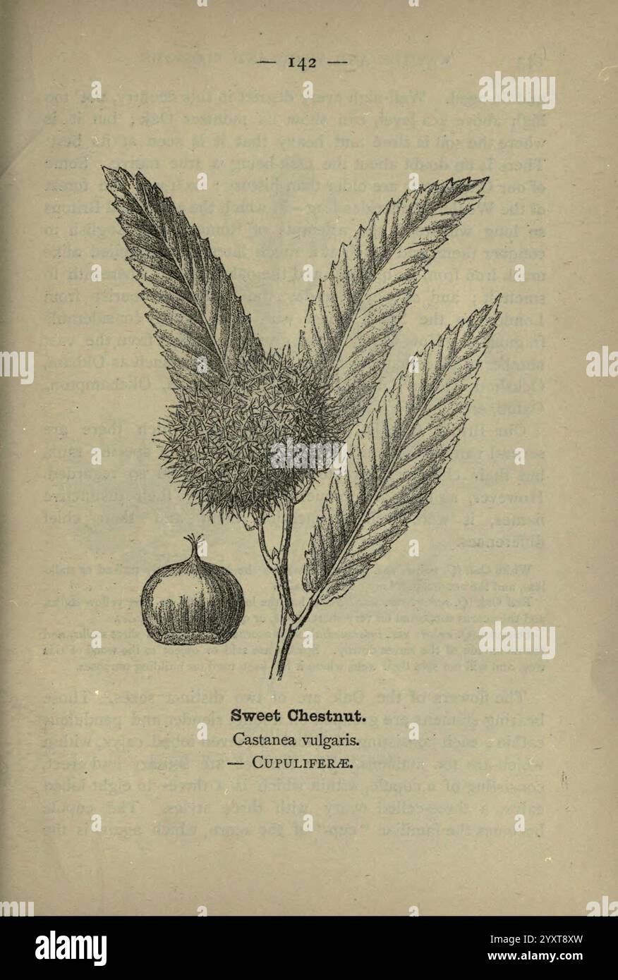 Wayside And Woodland Blossoms London F Warne 1895 Great Britain Wildflowers Identification Botany Castanea Sativa, A detailed illustration of the sweet chestnut, scientifically known as Castanea vulgaris, depicting its distinctive features. The drawing showcases a cluster of spiky, green burs that encase the chestnuts, along with a single chestnut positioned at the bottom. Surrounding the burs are elongated, serrated leaves that display a rich texture, emphasizing the plant's natural beauty. The illustration is accompanied by scientific nomenclature, highlighting its classification. This depic Stock Photo