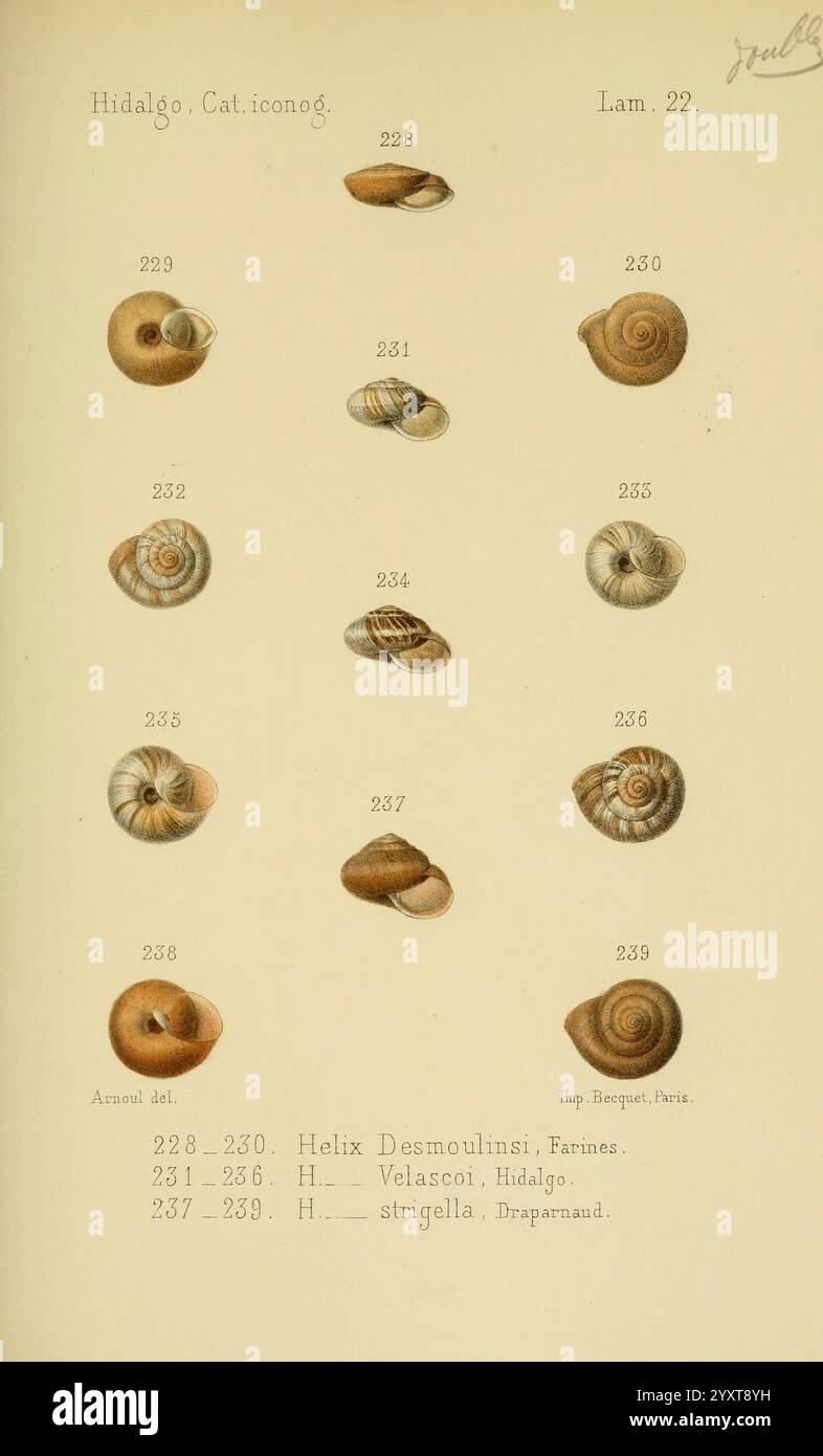 Catalogo iconografico y descriptivo de los moluscos terrestres de ...