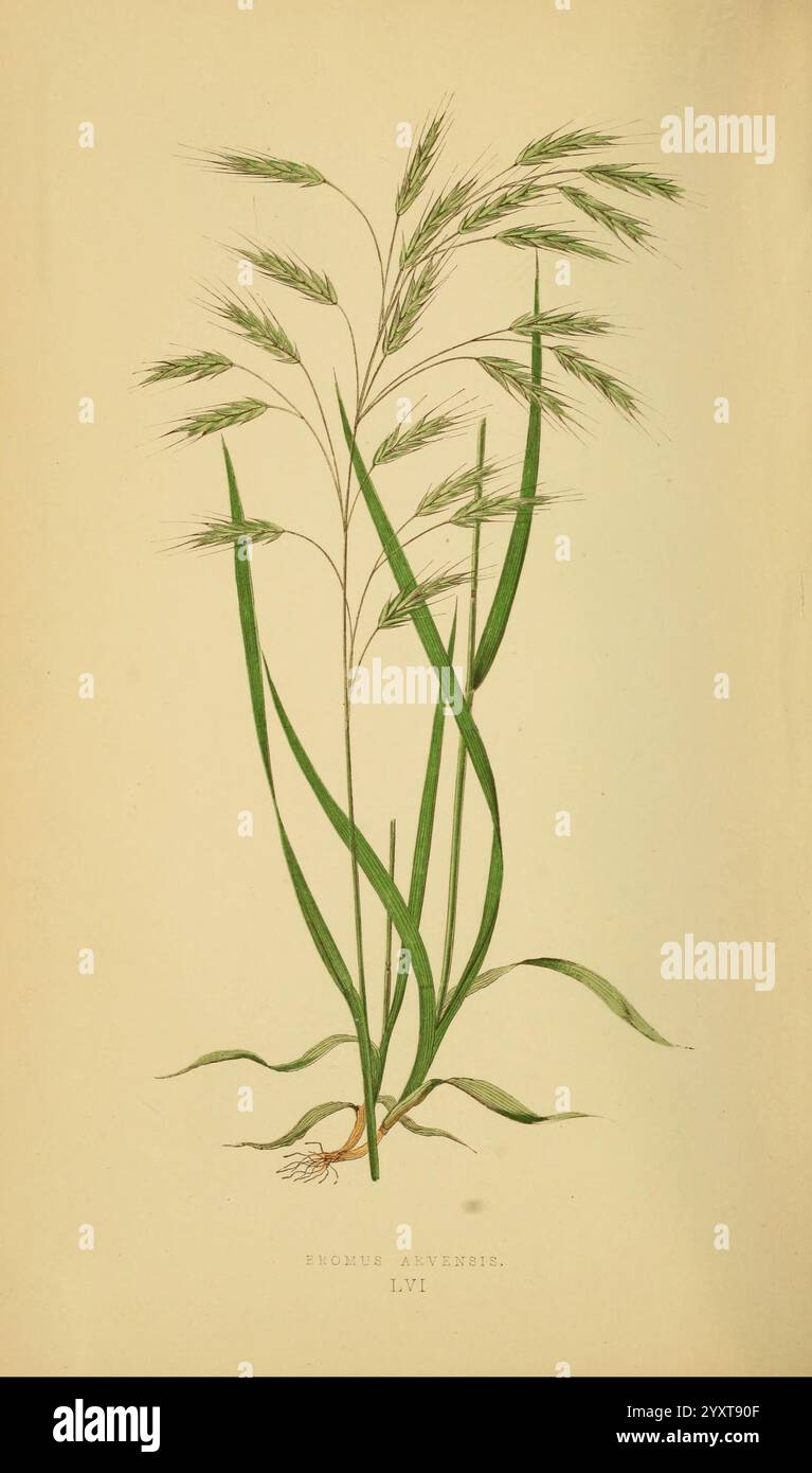 Feathery Roots Feathery awns hi-res stock photography and images - Alamy