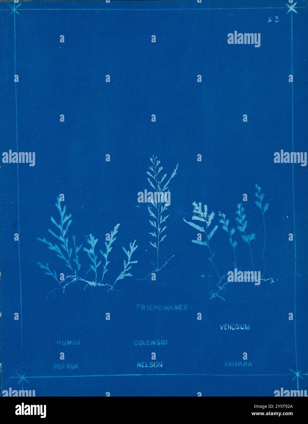 Various fern species identified hi-res stock photography and images - Alamy