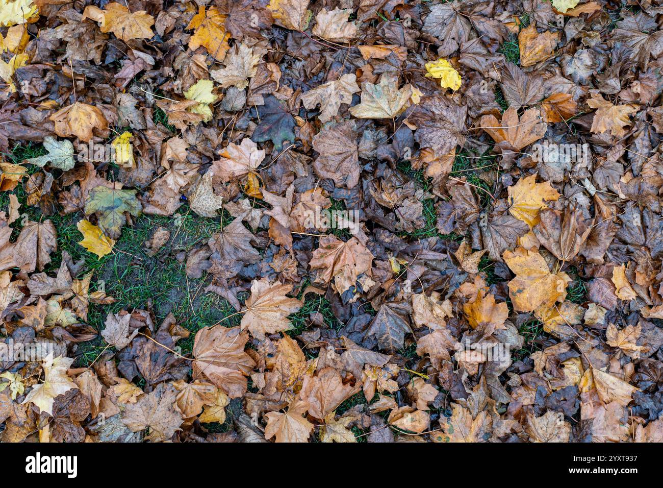 maple leaf on meadow in autumn Stock Photo