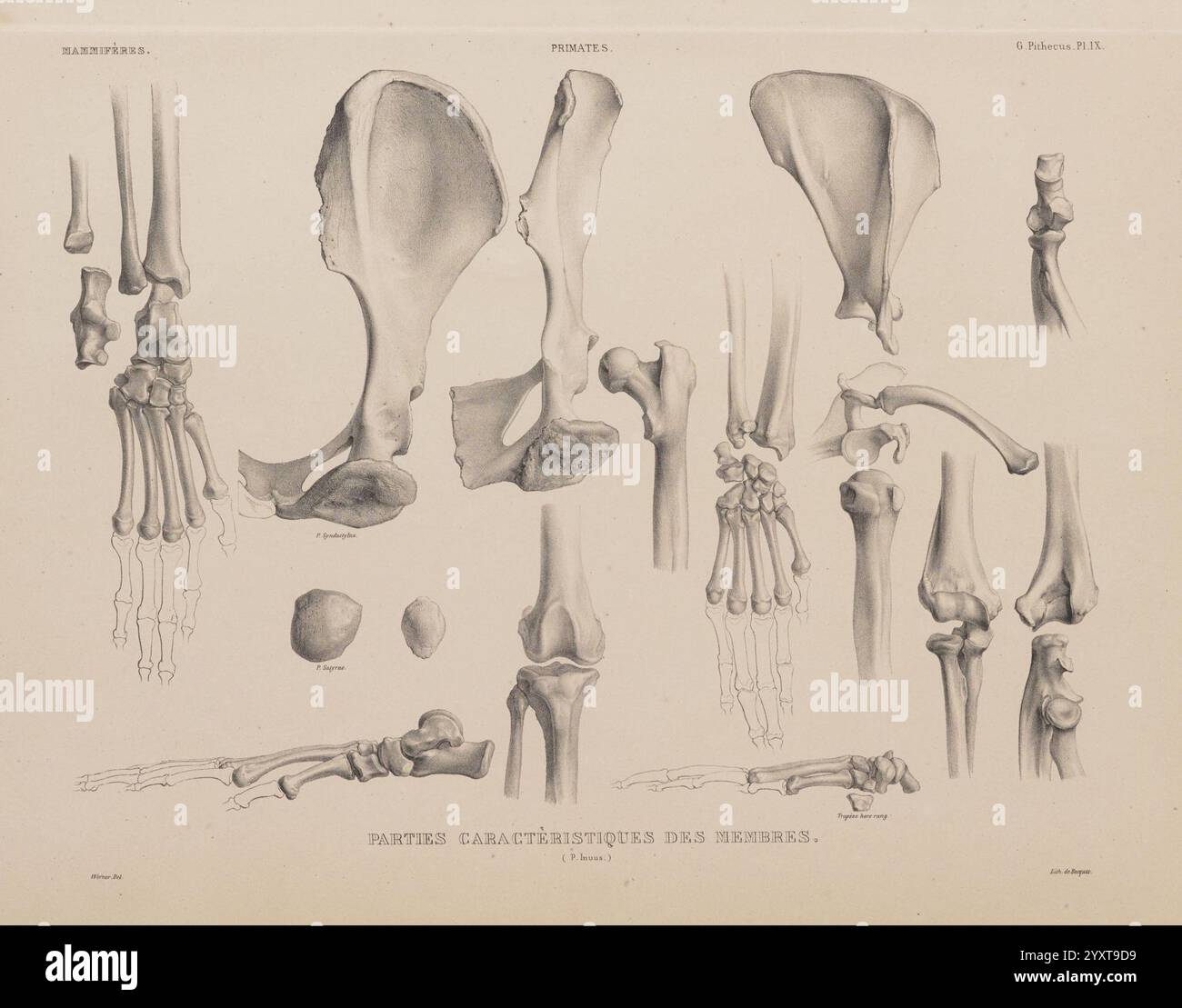 Bones illustrate hi-res stock photography and images - Alamy