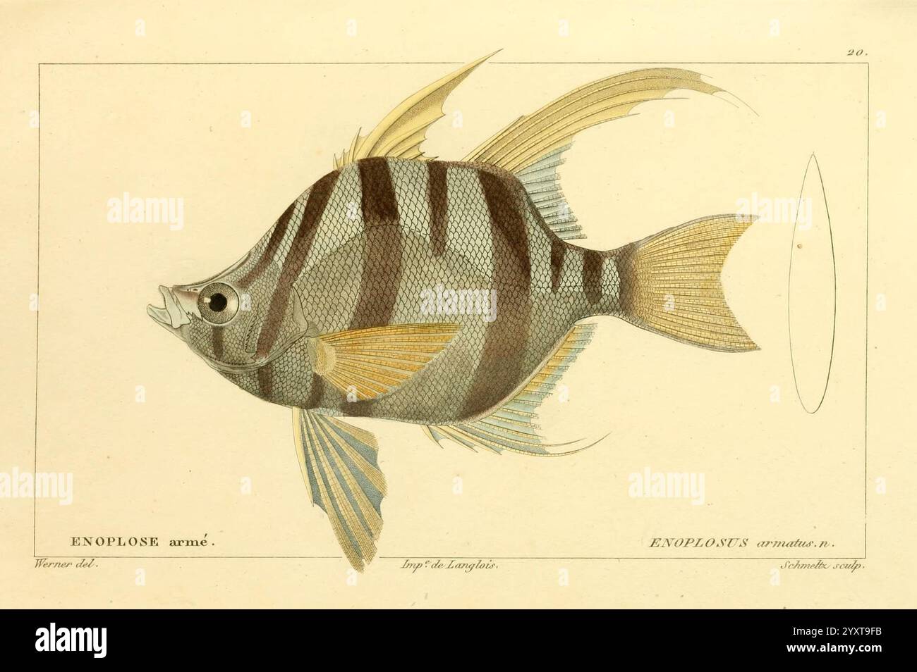 Histoire naturelle des poissons, Paris, Chez F. G. Levrault, 1828-1849 ...