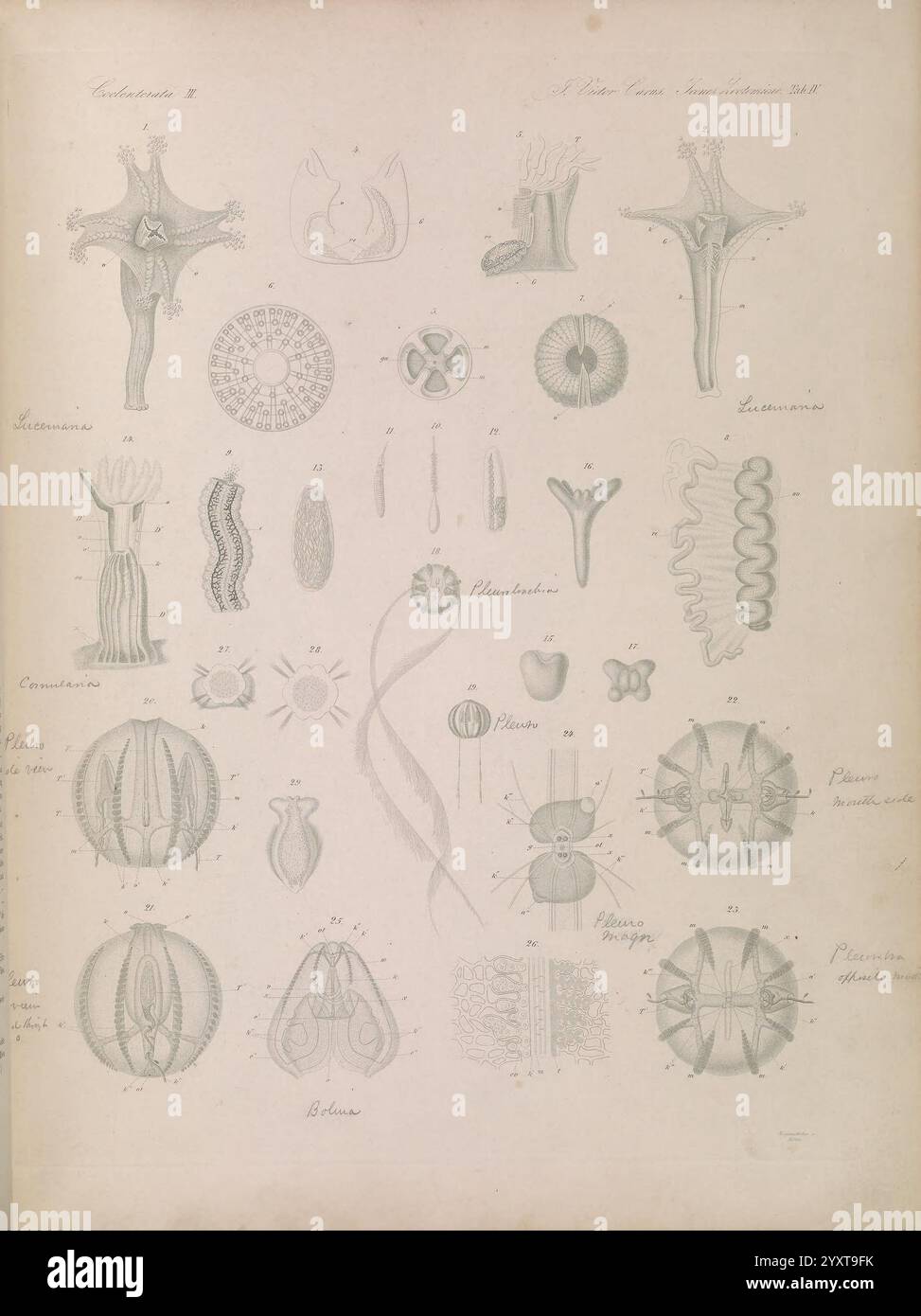 Icones zootomicae, Leipzig, W. Engelmann, 1857, atlases, anatomy ...