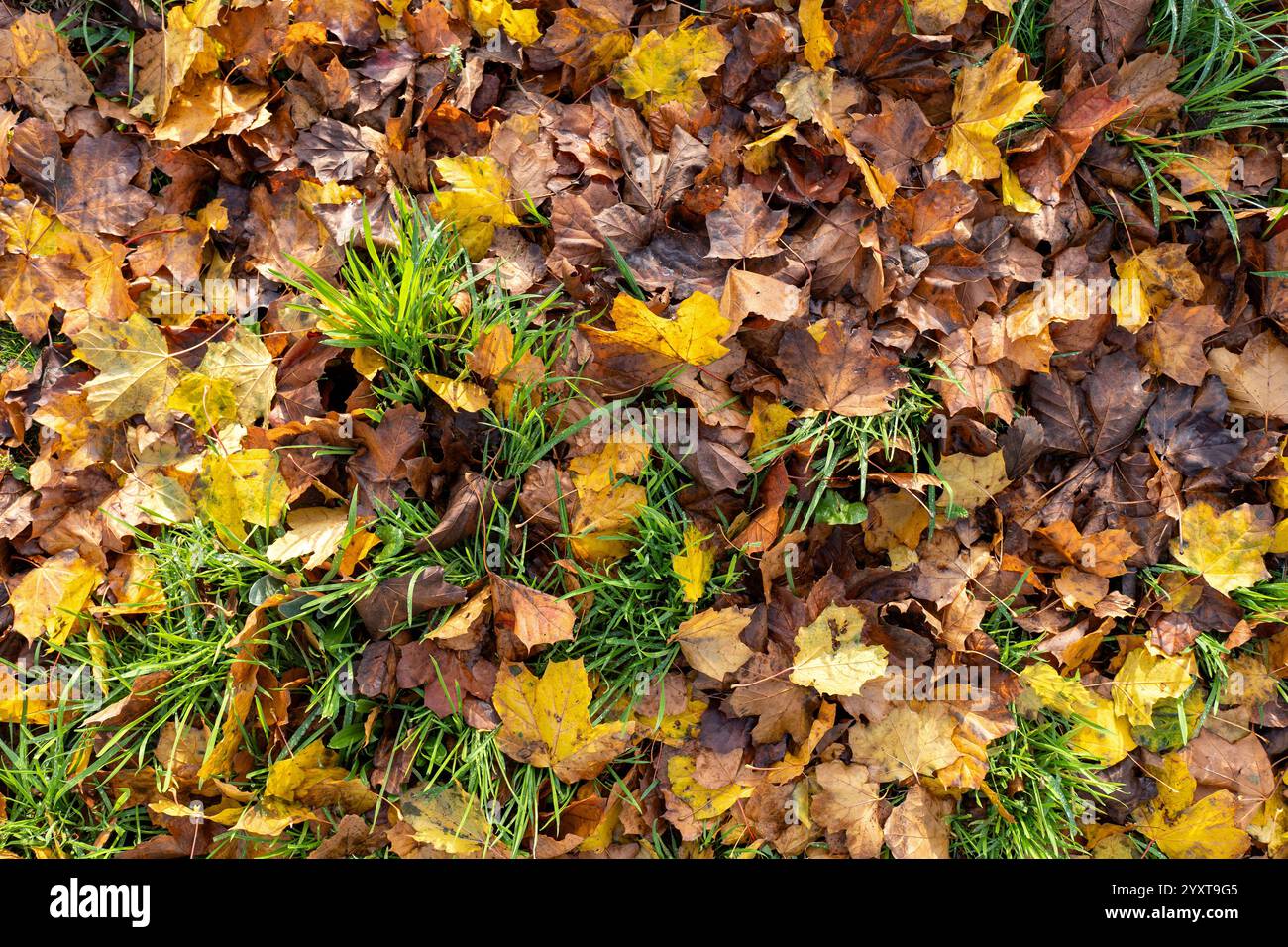 maple leaf on meadow in autumn Stock Photo