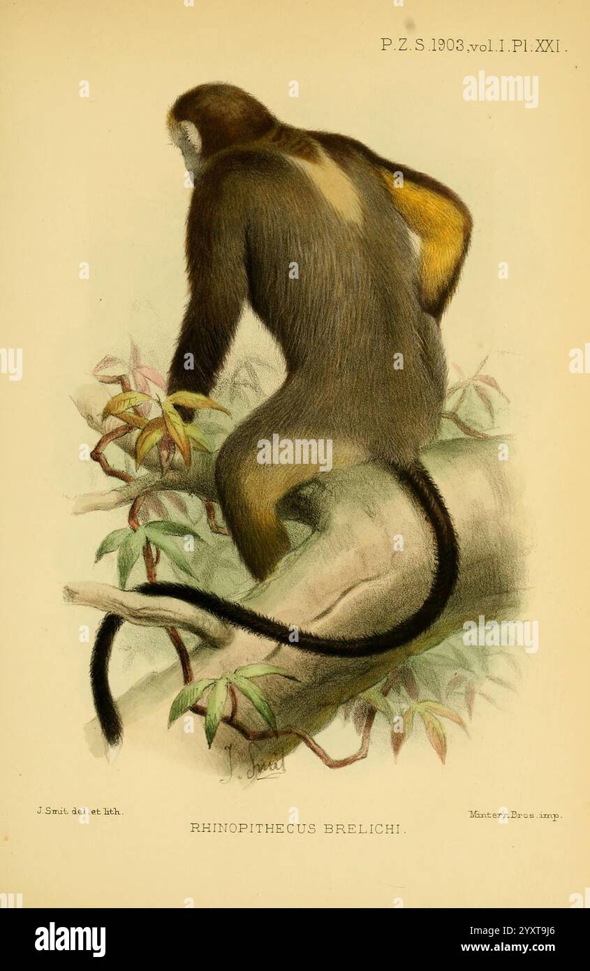 Species characteristic posture hi-res stock photography and images - Alamy