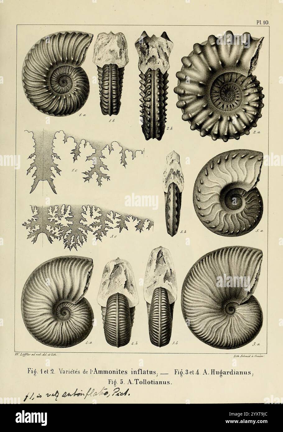Ammonites inflatus hi-res stock photography and images - Alamy