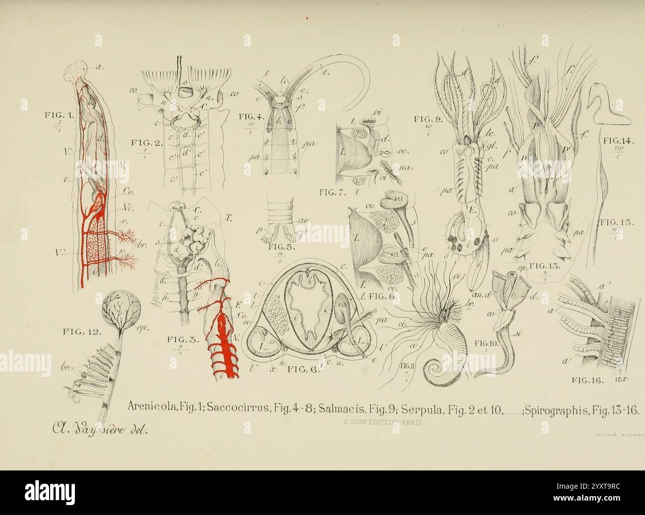 Mesozoa hi-res stock photography and images - Alamy