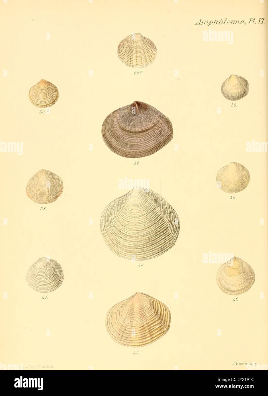 Bottom display subtle variations hi-res stock photography and images ...