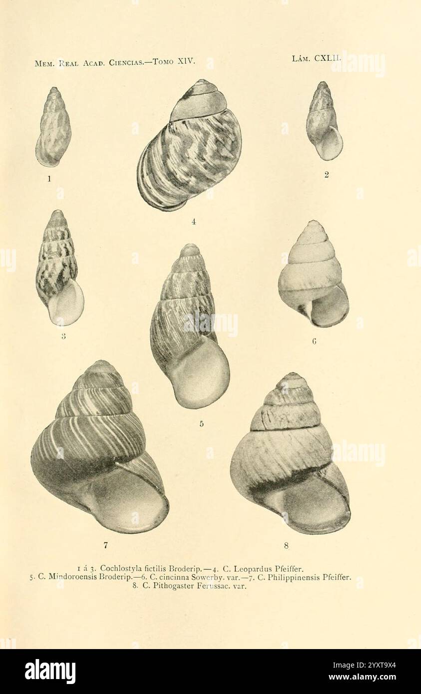 Series of detailed depictions of various types of shells hi-res stock ...