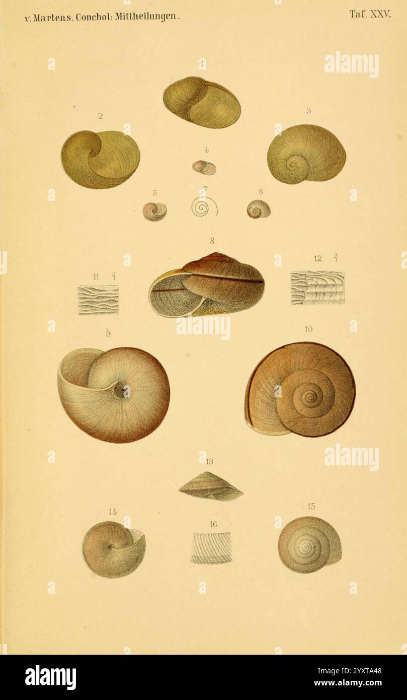 Conchologische Mittheilungen als Fortsetzung der Novitates conchologicae, bd 13, Cassell, T Fischer, 1880, shells, mollusks, This illustration showcases a range of beautifully detailed shells, highlighting their diverse shapes and patterns. Each shell is numbered for reference, with various species represented in different orientations. The array includes spiraled forms, whorled structures, and unique surface textures, demonstrating the intricate designs found in nature. The layout emphasizes the symmetry and aesthetic variations among the shells, serving as a study of conchology, the branch o Stock Photo