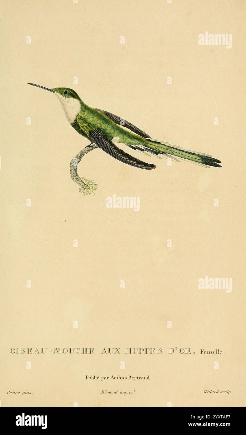 Hummingbird anatomy hi-res stock photography and images - Alamy, image size:787x1390