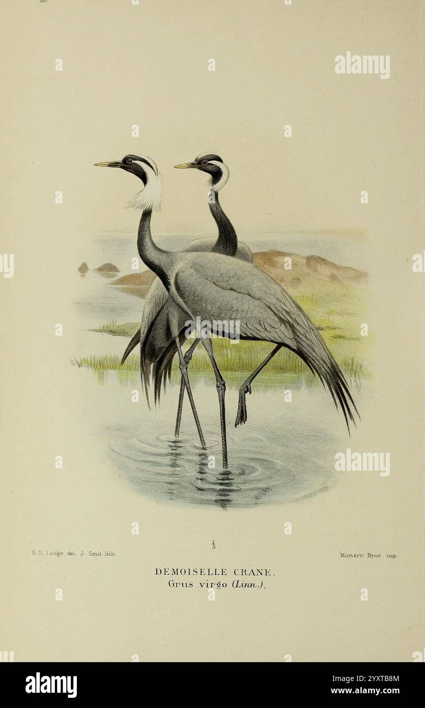 Long Necks Elegantly Arched Hi Res Stock Photography And Images Alamy