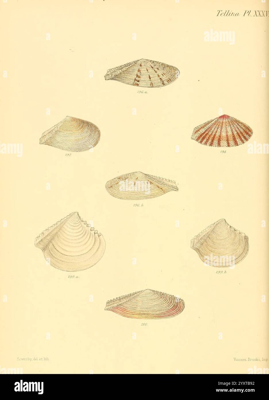 Specimen exhibits unique color patterns hi-res stock photography and ...