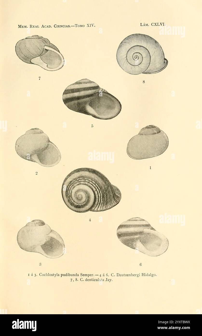 Characteristic On Shell Display different structural characteristics hi-res stock photography ...