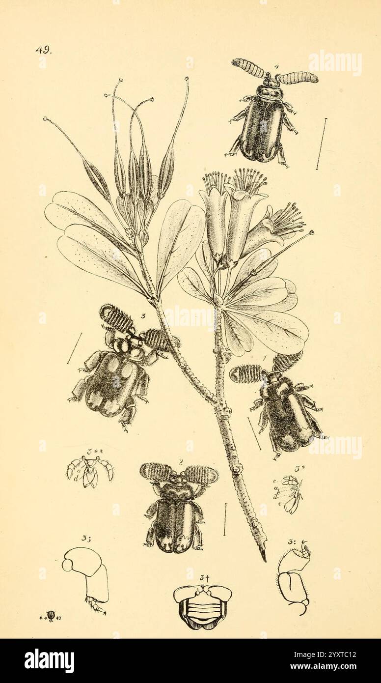 William Roe Insects Arcana entomologica, or Illustrations of new, rare, and interesting ...