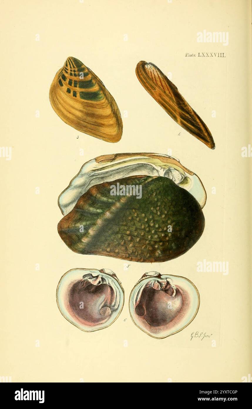 Various marine bivalves hi-res stock photography and images - Alamy