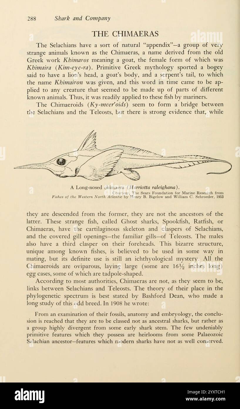 Longnosed chimaera hi-res stock photography and images - Alamy